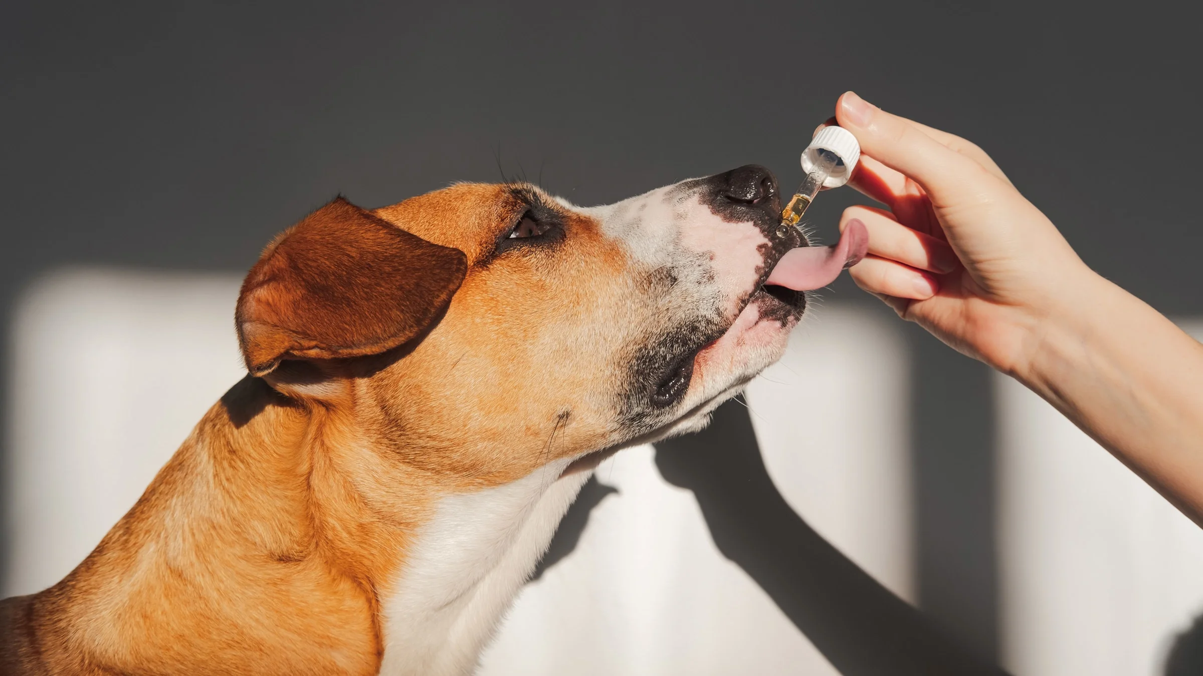 CBD for Dogs: Is It Safe? Vet-Reviewed Guide