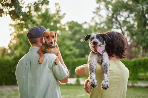 Shelter vs Breeder vs Rescue: Where to Get Your Next Pet