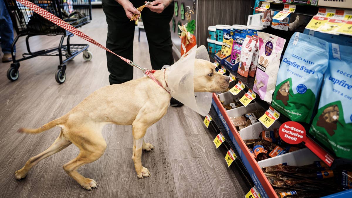 The Real Cost of Owning a Dog in 2026 — Full Breakdown