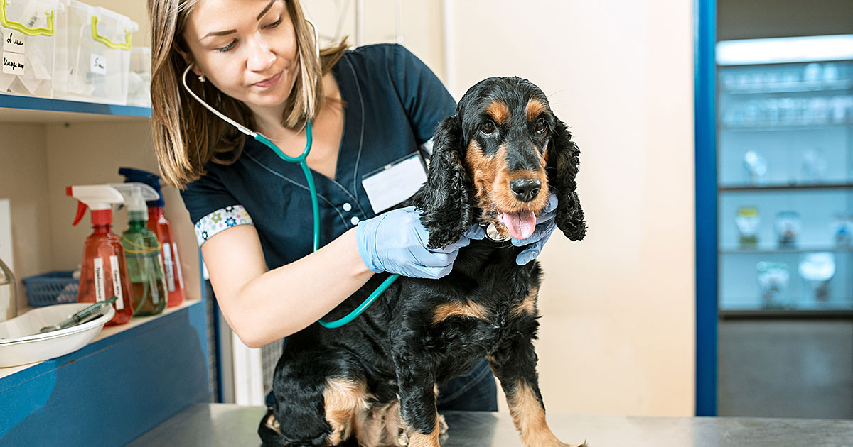 10 Warning Signs Your Dog Is Sick (Vets Say #4 Is Critical)