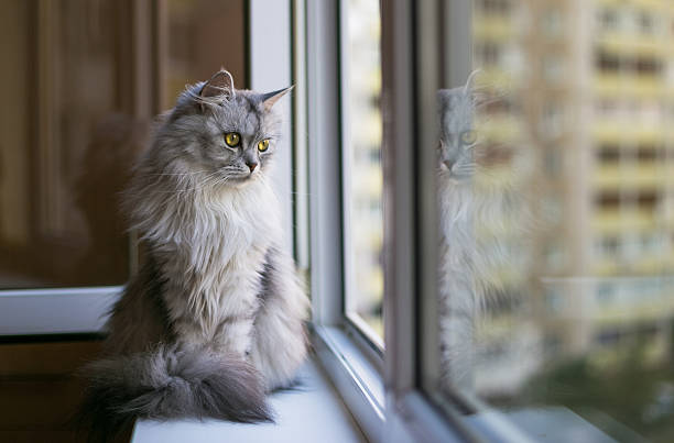Indoor vs Outdoor Cats: The Data-Driven Answer in 2026