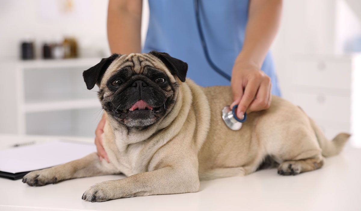 Pet Insurance Showdown: Which Plans Actually Pay Out?