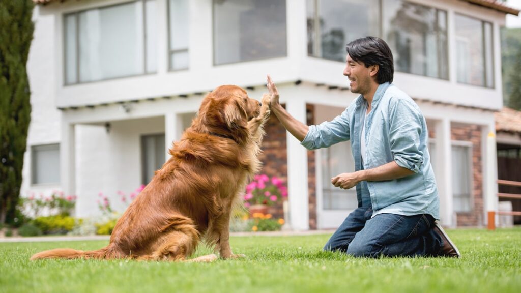 Puppy Training Timeline: Week-by-Week Guide for New Owners